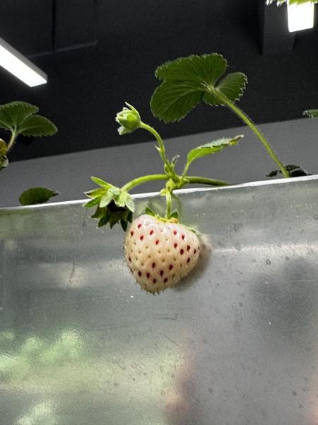 這群年輕人用“AI”種菜 這群年輕人用“AI”種菜